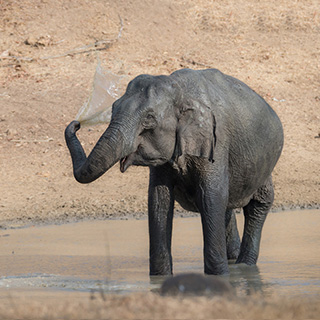 Kabini - Olifant
